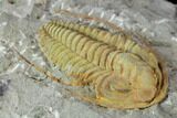 Hamatolenus vincenti Trilobite - Tinjdad, Morocco #86903-2
